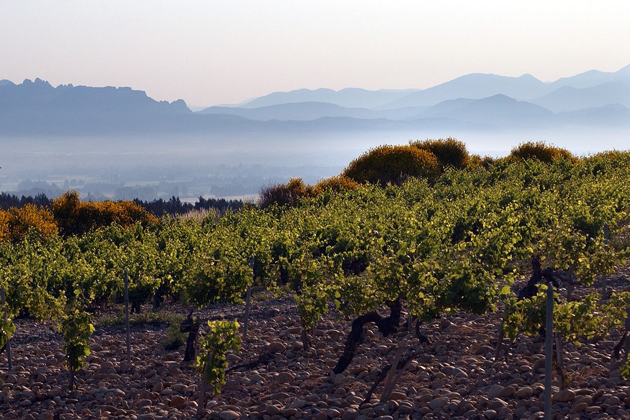 Vineyard-Chateauneuf-2.jpg